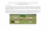 Nuevas opciones para el control de parásitos en la ovinocultura … · 2020-05-14 · 1 Nuevas opciones para el control de parásitos en la ovinocultura tropical. Cuéllar Ordaz,