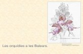 Les orquídies a les Balears. Himantoglossum robertianumdies-Afonib-p.pdf- Els fongs - Distribució i etimologia de les orquídies. - Característiques: hàbitat a les Balears, cicle