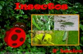 Insectos · •Dibuja los siguientes insectos. (cuncuna, libélula, escarabajo, abeja y mariposa) •Colorea con diversos materiales, lapices de colores, plumones, lápices pasteles,