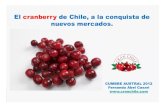 El cranberryde Chile, a la conquista de nuevos mercados. · El cranberryde Chile, a la conquista de nuevos mercados. CUMBRE AUSTRAL 2012 Fernando Abel Casari . Cultivo de cranberrry