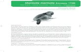 Marmota marmota (Linnaeus, 1758) - Ministerio para la ...€¦ · En el género Marmota se reconocen ocho especies. Entre ellas la marmota alpina, que presenta dos su-bespecies, la