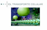 EL TRANSPORTE CELULAR€¦ · El transporte celular Es el movimiento constante de sustancias a través de la membrana celular. El transporte celular puede ser activo o pasivo. El