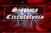Sistema circulatorio€¦ · Aorta Objetivo: Analizar el sistema circulatorio, funciones y partes que lo componen . Lado derecho: La aurícula derecha recibe sangre desde el cuerpo