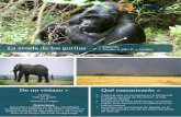 La senda de los gorilas > Desde 2.580 + vuelos › wp-content › files_mf › ... · La senda de los gorilas > Uganda > Desde 2.580 € + vuelos Qué encontrarás >De un vistazo