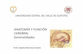 ANATOMÍA Y FUNCIÓN CEREBRAL Generalidades€¦ · relación de la amígdala con las emociones y el comportamiento, así como del hipocampo con la memoria. ... /07/17/anatomia-y-funcion-de-la-corteza-cerebral-humana