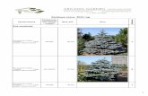 Хвойные осень 2015 год - ARCADIA GARDEN€¦ · Ель сербская Picea omorika 600‐650, обхват 65‐70 Sol 7xv; mDb 240000 заказ Ель сербская