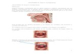 ANATOMIA II. Tema 5. Cavidad bucal.berno.es/1/upload/tema_5._cavidad_bucal..pdf · Lo mueven arriba y abajo separando la cavidad boca de la nasal Tiene una membrana conjuntiva que