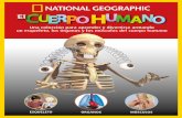 Mitad izquierda del cerebro - LOS JUEGOS DEL HAMBREcreatividades.rba.es/pdfs/mx/Cuerpo-humano_MEX_2019.pdf · LOS ÓRGANOS INTERNOS Para conocer los órganos principales del cuerpo,