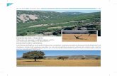 montes de toledo - agricultura.jccm.esagricultura.jccm.es/inap/archivos/montestoledo_zepa_fich.pdf · Reserva Fluvial de los Sotos del río Milagro, la Microrreserva de la Turbera
