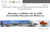 Biología y hábitos de la CRH (Cochinilla Rosada del Hibisco)biblioteca.semarnat.gob.mx/janium/Documentos/Ciga/Libros... · 2014-10-24 · BIOLOGÍA DE . Maconellicoccus hirsutus.