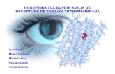 RODOPSINA I LA SUPERFAMÍLIA DE RECEPTORS DE 7 HÈLIXS …sbi.imim.es/students/proj2004/rodopsin/Rodopsina.pdf · 2004-11-09 · reconeixen les proteines G. Activació dels receptors