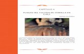 05 Cap 4 Plagas del cultivo de cebolla en Chileproyecto-cebolla.cl/wp-content/uploads/2017/05/05... · Cuadro 4.2 Características morfológicas útiles para la identificación de