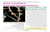 ESPECIAL GRUPO DE MICROBIOLOGÍA DE PLANTAS BACTERIAS …crinoidea.semicrobiologia.org/pdf/actualidad/47/... · 2018-06-15 · gaciones sobre nuevos métodos de detección molecular