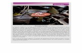 Russula emeticacuernavaca.gob.mx/wp-content/uploads/2013/09/Monografias.pdf"cuijas" ó "geckos". Son de talla mediana, de entre 44 y 50 mm de longitud. Su cuerpo es generalmente delgado.