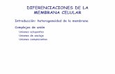 DIFERENCIACIONES DE LA MEMBRANA CELULAR · 2014-09-22 · La unión puede alterarse transitoriamente y permitir el paso de algunos solutos y agua (importante p.ej. en la absorción