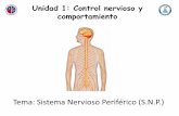 Tema: Sistema Nervioso Periférico (S.N.P.) · Sistema Nervioso Periférico (S.N.P.) • El SNP está formado por ganglios o grupos de somas neuronales, y por nervios, ubicados fuera
