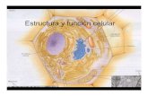 ESTRUCTURA Y FUNCI N CELULAR ) · por tener organelos membranosos altamente organizados, siendo el más notable, el núcleo. El término eucariote significa “núcleo verdadero”.