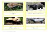 T Tigre Oso Tibetano - WordPress.com ·  Zorro Ártico Leopardo de las nieves Pavo Real Morsa