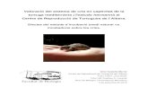 Valoració del sistema de cria en captivitat de la tortuga ... · La tortuga mediterrània ( Testudo hermanni hermanni ) és una espècie actualment molt amenaçada a la nostra terra.
