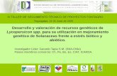Desarrollo y valoración de recursos genéticos de ...€¦ · Desarrollo del cultivo bajo condiciones controladas y ensayos de estrés hídrico. ... cultivo del tomate en Chile,