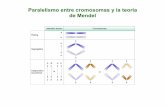 Paralelismo entre cromosomas y la teoria de Mendeldepa.fquim.unam.mx/amyd/archivero/06AplicacionesMendel...de X, que permite la identificación rápida del (o los) cromosoma(s) X (color