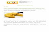 FICHA DE AFILIACIÓN - COAG Canarias · 2017-10-17 · Gobierno de Canarias y del Cabildo de Tenerife, su peso en variedad de papas antiguas canarias de Tenerife. Las Palmas de Gran