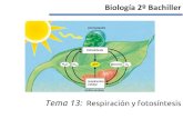 Biología 2º Bachiller - MCLIBRE...Catabolismo de glúcidos: Oxidación de la glucosa para obtener piruvato y energía Catabolismo de lípidos: Oxidación de los ácidos grasos para