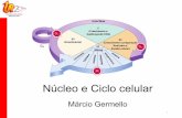 Núcleo e Ciclo celular - upvix.com.br -das... · Observação: Regulação do ciclo Proto-oncogene Gene supressor de tumor Ex. p53 Evita o descontrole do ciclo celular, evita câncer.
