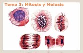 Tema 3: Mitosis y meiosis - UAB Barcelonabioinformatica.uab.es/base/documents/genetica_gen/Tema 3 Mitosi… · Objetivos tema Mitosis y meiosis Deberán quedar bien claros los siguientes