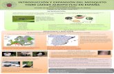 INTRODUCCIÓN Y EXPANSIÓN DEL MOSQUITO TIGRE (AEDES …147.96.70.122/Web/TFG/TFG/Poster/BRENDA OLMEDA BERRAQUER… · 2017-06-11 · arbovirosis como son el Dengue, el Chikungunya