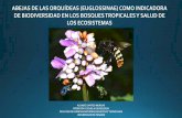 Presentación de PowerPoint€¦ · UNIVERSIDAD DE PANAMÁ ... 200 especies. de Euglossini descritas, 76 especies. se encuentran en América Central y el Sur de México y. 70 en Panamá
