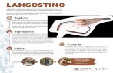 LANGOSTINO · 2019-10-14 · Captura Reproducción LANGOSTINO El tapo es un sistema artesanal que instalan los pescadores en canales y esteros, que opera con la in˜uencia de las
