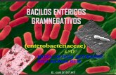 BACILOS ENTÉRICOS GRAMNEGATIVOS...•Bacilos gramnegativos de forma cocobacilares • Anaerobios facultativos • Infecciones se limitan al aparato gastrointestinal • Son muy transmisibles