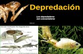 Depredación - EGE · de depredación "a´". la población depredadora incrementa proporcionalmente a la densidad de ambas poblaciones, a la tasa de depredación (a´) y a su eficiencia