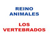 REINO ANIMALES LOS VERTEBRADOS - I.E.S. Santa Eugenia · reino animales los vertebrados . anfibios terrestres . anfibios acuÁticos branquias externas ajolote . muchos presentan dimorfismo