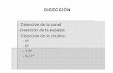 6-Disección y canal [Modo de compatibilidad] · - DST (Destron PG-100) - ULTRA FOM y ULTRA-Meater-KC (Klasificeringscenter) CLASIFICACIÓN DE CANALES PORCINAS EN ... en los reglamentos