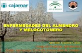 ENFERMEDADES DEL ALMENDRO Y MELOCOTONERO€¦ · Antonio Trapero Casas Grupo de Patología Agroforestal Depto. Agronomía, ETSIAM, Universidad de Córdoba Universidad de Córdoba.