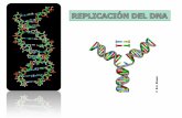 Presentación de PowerPointdepa.fquim.unam.mx/amyd/archivero/Clase12_21461.pdf · 2 132,000 Actividad polimerasa Núcleo de la polimerasa 2 27,000 Exonucleasa 3’ 5’ 2 10,000 Se
