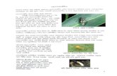Helopeltis - Tea Mosquito - Assamese 2014organicsmallteagrowers.weebly.com/uploads/2/7/4/3/... · ILEIA c*rFTT . insectorium insectorium 'Indegofera zollin geriana 'Acacia arabica'