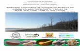 INSECTOS ASOCIADOS AL BOSQUE DE MANGLE EN BARRA …ri.ues.edu.sv/id/eprint/6517/2/Insectos asociados.pdf · Los manglares son una parte esencial de los ecosistemas costero marino