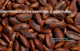 Germinación de semillas y plántulasbiologia.ucr.ac.cr/profesores/Garcia Elmer/germinacion y... · 2019-06-26 · GERMINACION bioquímicos, morfológicos y fisiológicos Plántula.
