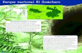 Parque nacional El Guácharobibliofep.fundacionempresaspolar.org/.../parques...Parque nacional El Guácharo Protegiendo bosques y cavernas El parque nacional El Guácharo fue creado