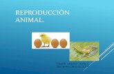 Reproducción Animal. · O Algunos animales salen del huevo con un aspecto muy distinto al que tienen los adultos, como ocurre en los insectos o en los anfibios. ... Organismos multicelulares