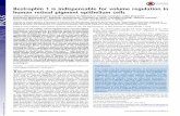 Bestrophin 1 is indispensable for volume regulation in ... · Bestrophin 1 is indispensable for volume regulation in human retinal pigment epithelium cells Andrea Milenkovica, Caroline