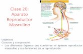 Clase 20: Aparato Reproductor Masculino€¦ · APARATO REPRODUCTOR MASCULINO •Está constituido por diversos órganos y glándulas: los testículos, las vesículas seminales, el