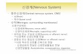 신경계(Nervous System) - KOCWcontents.kocw.net/KOCW/document/2014/Chungang/KIMMikyung/... · 2016-09-09 · 신경계(Nervous System) • 중추신경계(Central nervous system,