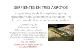 SERPIENTES EN TRES ARROYOS€¦ · SERPIENTES EN TRES ARROYOS La gran mayoría de las serpientes que se encuentran habitualmente en el Partido de Tres Arroyos, son del tipo de las