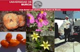 UNIVERSIDAD DE MURCIA · Aula Senior: Las plantas en la Región de Murcia UNIVERSIDAD DE MURCIA Cuando una especie llega a un territorio en el que antes no estaba, se dice que su
