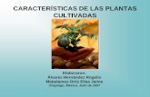 CARACTERÍSTICAS DE LAS PLANTAS CULTIVADAS · Cambios en los medios de dispersión Las plantas cultivadas han perdido sus mecanismos naturales de dispersión, los que, en el caso