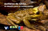 Anfibios de Chile, - Educación Ambiental y Participación Ciudadana · 2019-07-25 · participar activamente en la conservación y pro-tección de estas especies de Chile, un grupo
